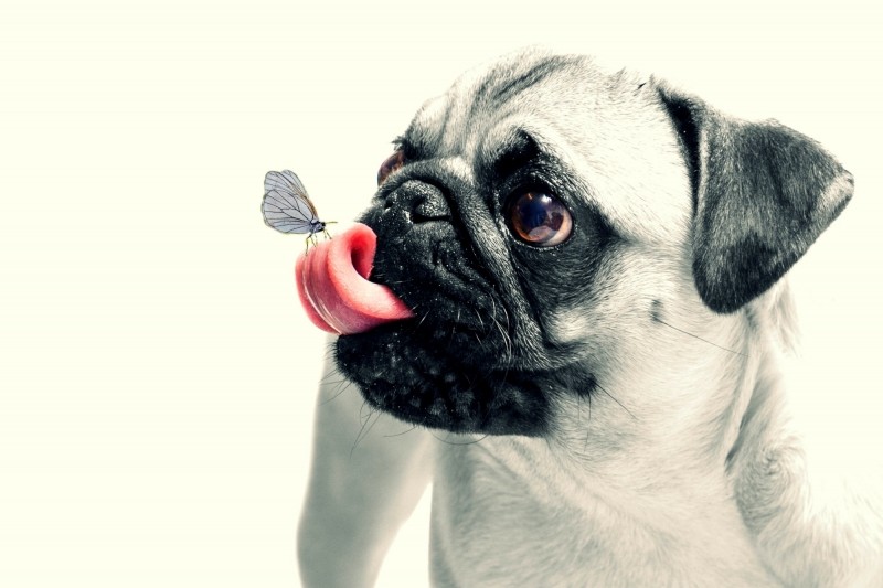 dog-pug-animal-pet-cute-chubby-funny-tongue