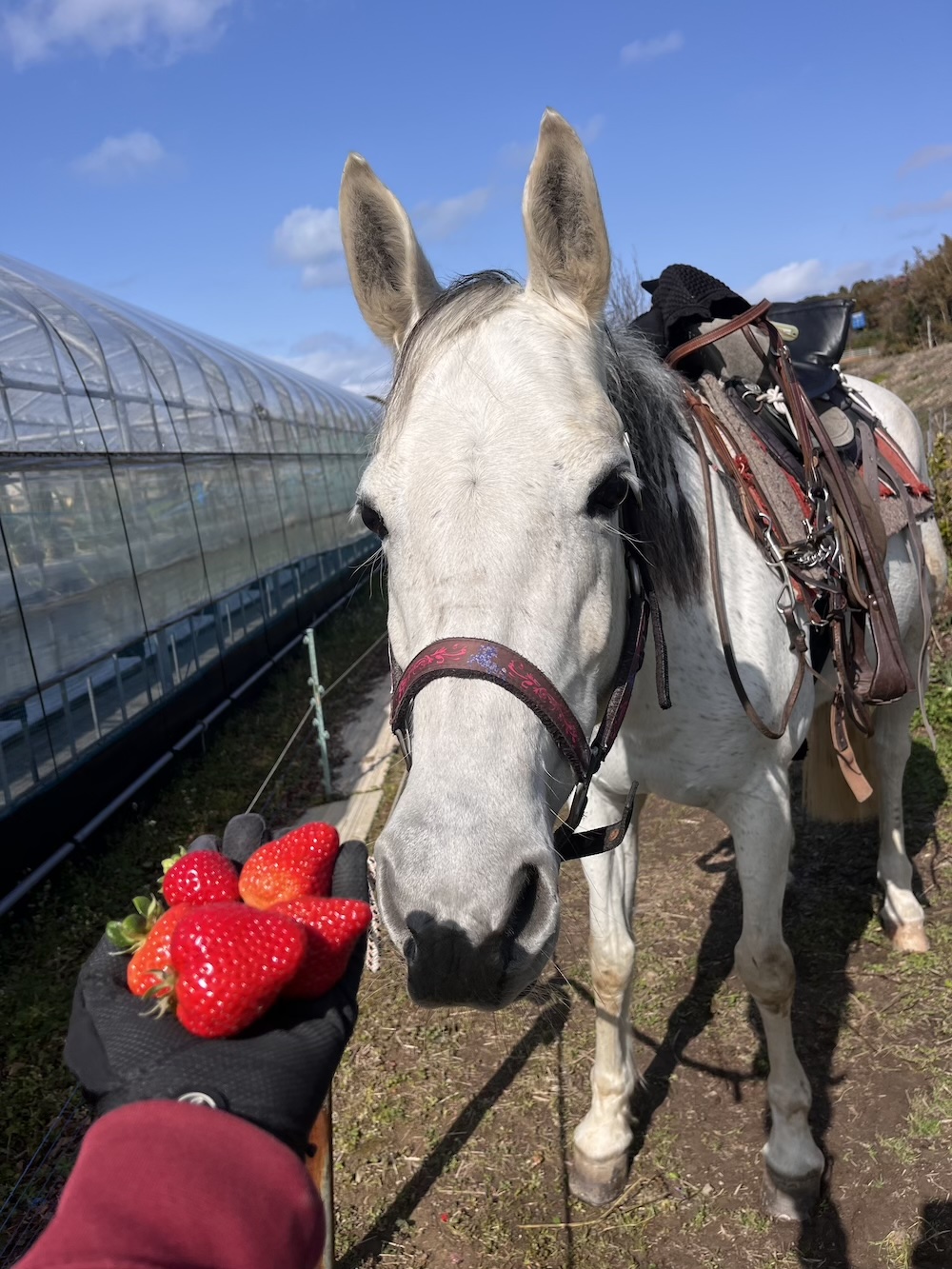 イチゴと馬と仲間たちのイメージ